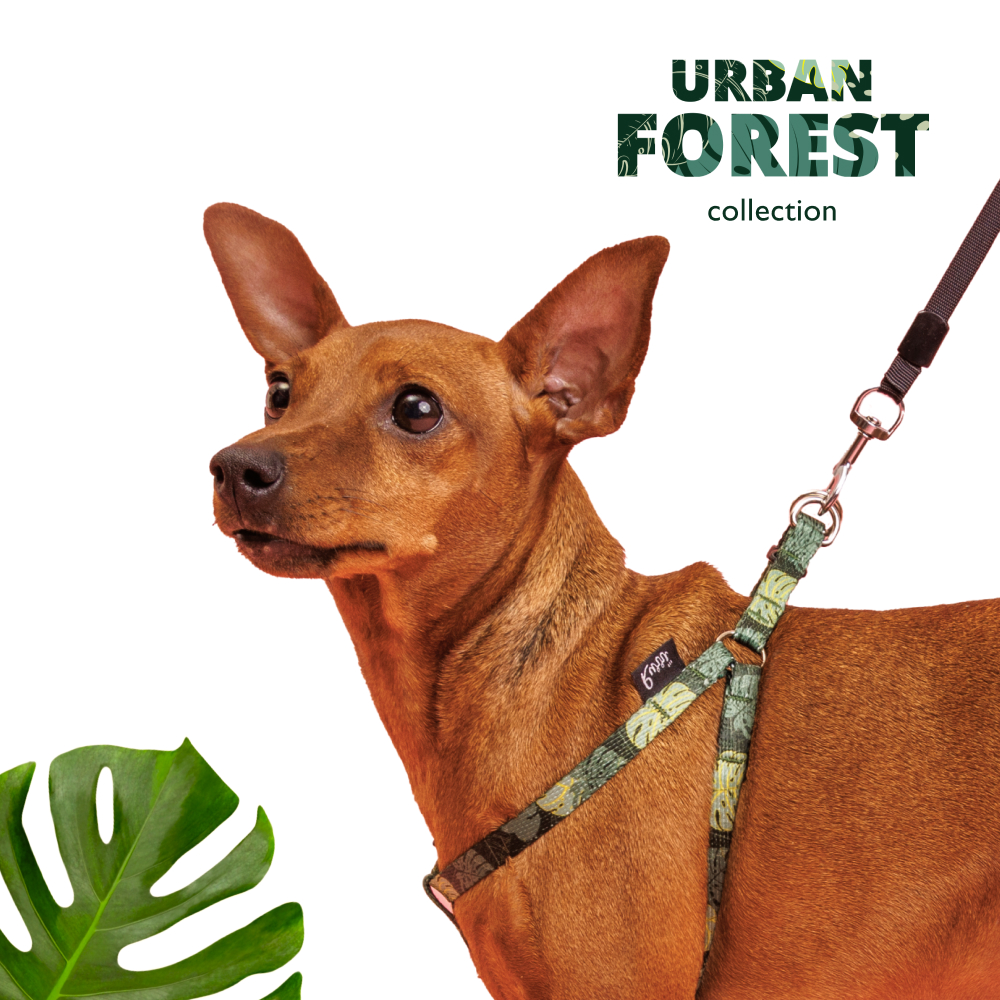 Rurri Шлейка для собак Urban Forest, XS, 33-46,5 см, 10 мм