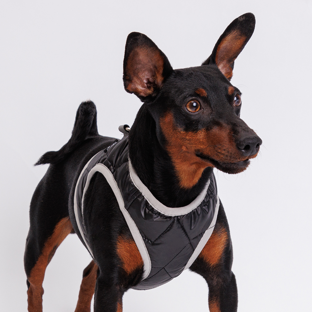 Rurri Шлейка со светоотражающей лентой для собак, М, обхват груди 32-35 см, обхват шеи 22-24 см, черная