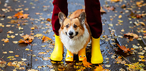 Высокие сапожки и носки для собак своими руками - Димон-Камон, одежда для собак
