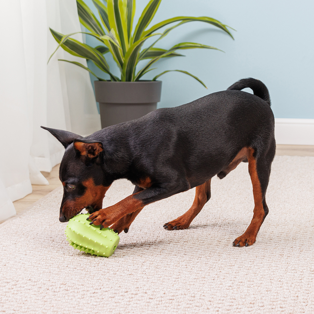 кактус собака. игрушка для собак кактус. как ухаживать за кактусом. игрушка для собак. собачка кактус.