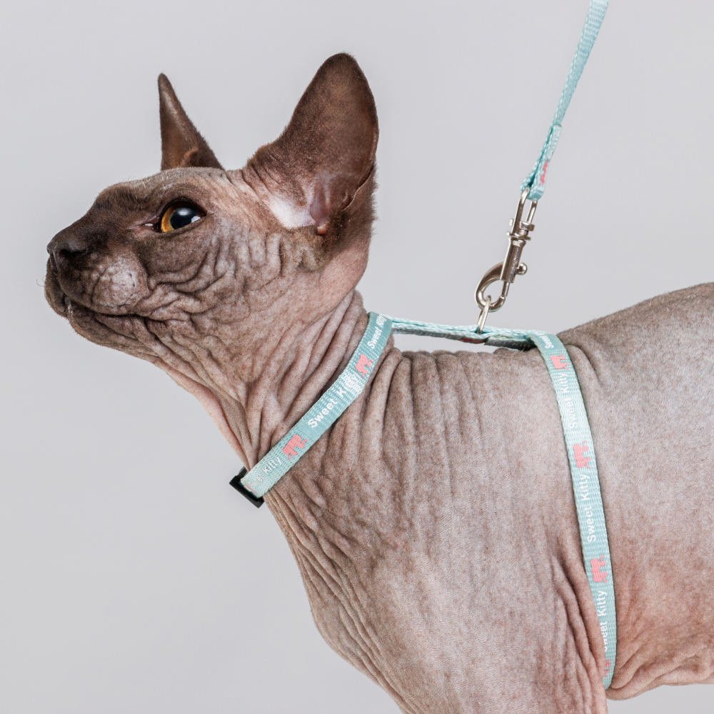 Petmax Шлейка с поводком нейлоновые для кошек, 0,8х32 см, длина поводка 120 см, голубой