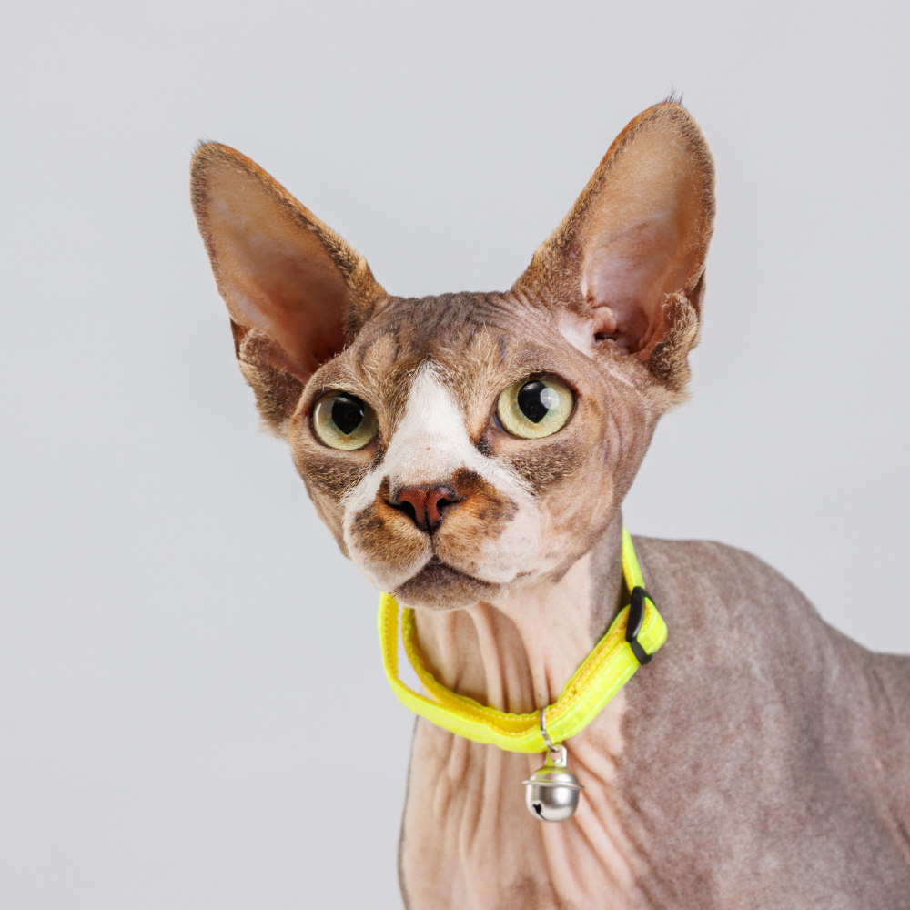 Petmax Ошейник нейлоновый с колокольчиком для кошек, 1х30 см, желтый неон