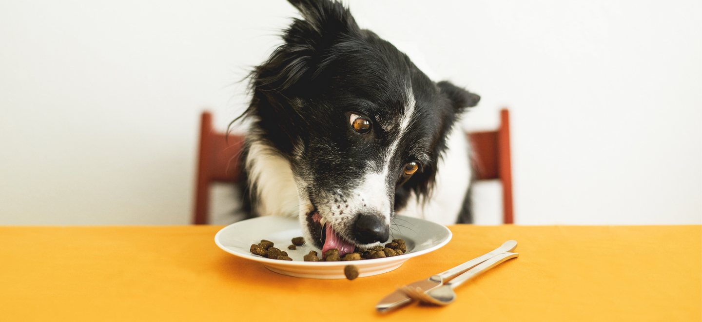 6 главных причин, почему собака перестала есть сухой корм