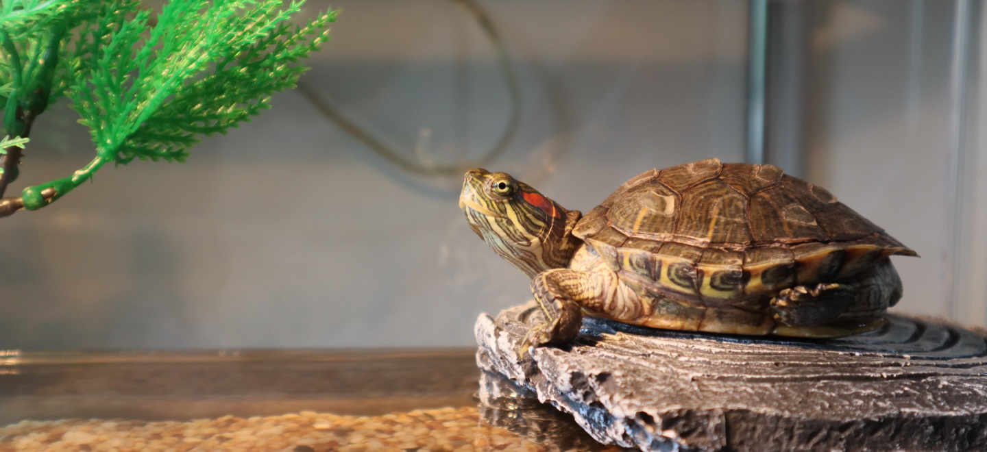 Сухопутные черепахи: уход и содержание
