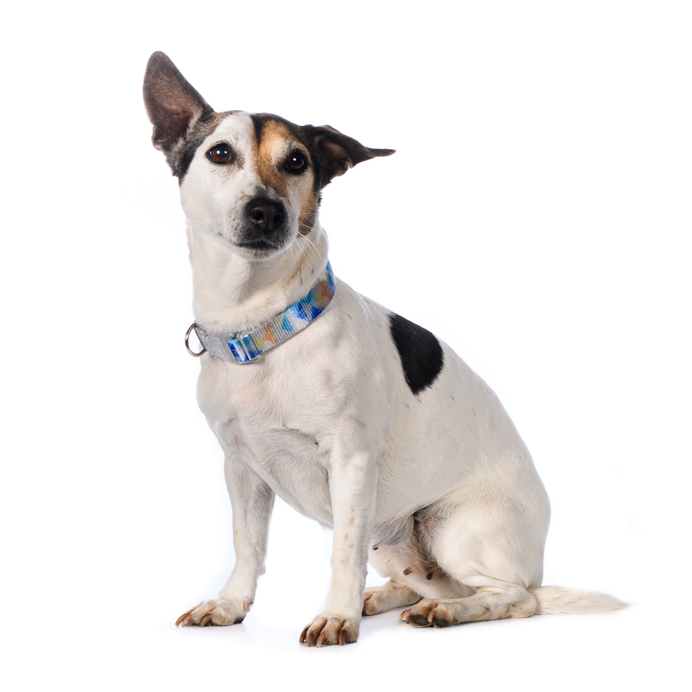 Rurri Save-the-planet Ошейник для собак средних пород серо-голубой M, 35-50x1,9 см