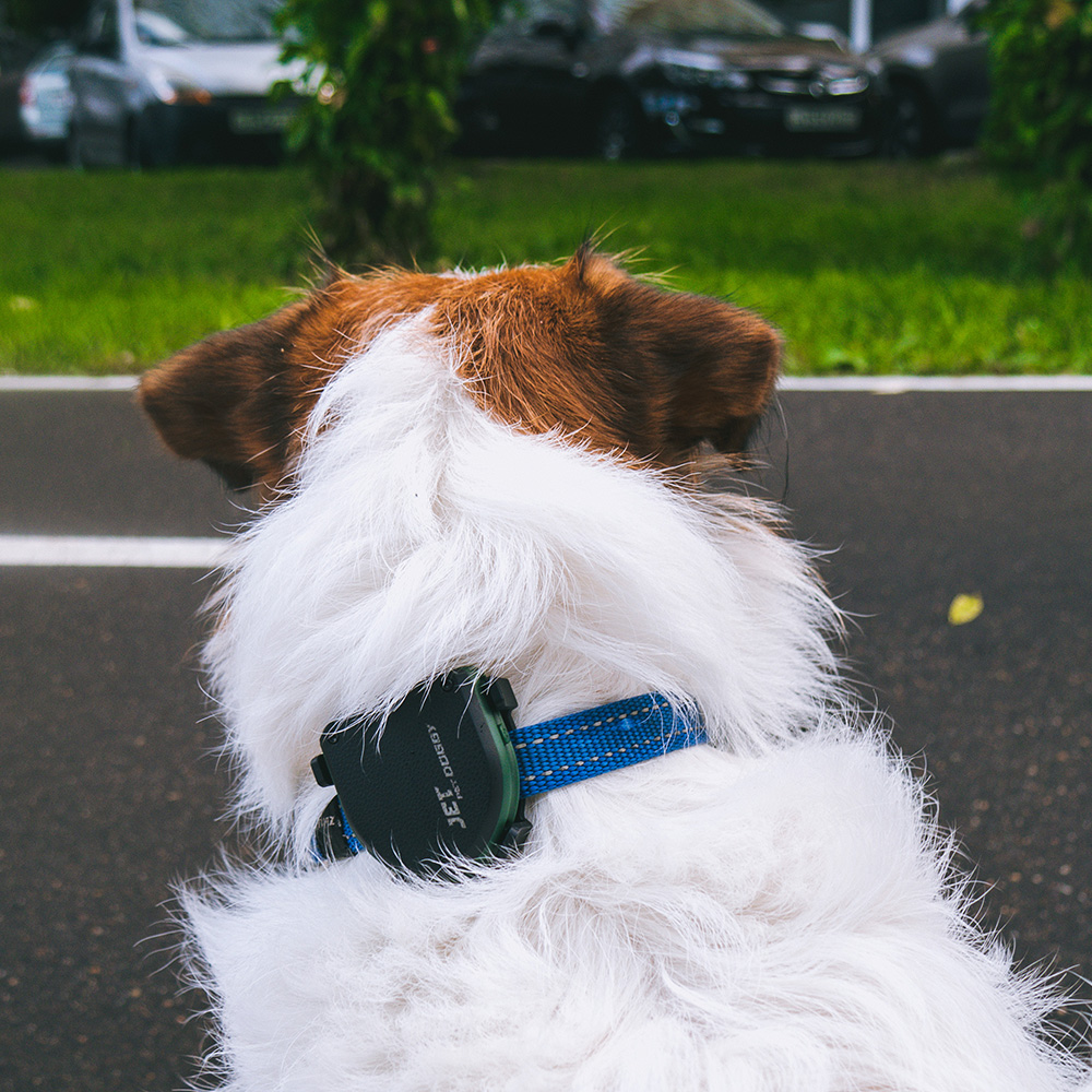 My pet dog has a. Jet Pet doggy. Jet Pet doggy Tracker. GPS ошейник для собак Jetpet. Трекер для животных doggy.
