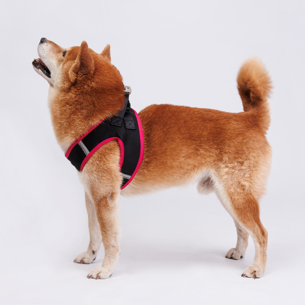 Rungo Шлейка-жилетка для собак Air, обхват груди 40-45 см, лента 20 мм, розовая