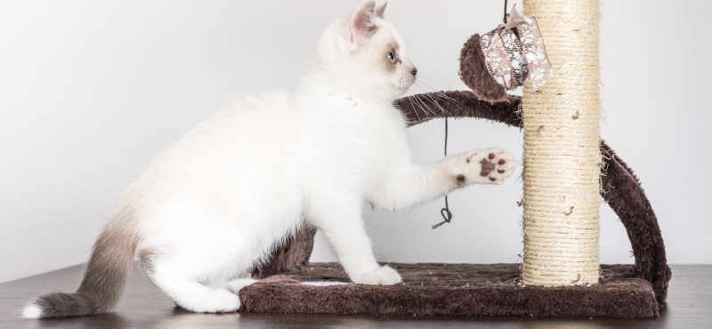 Как приучить кота к когтеточке