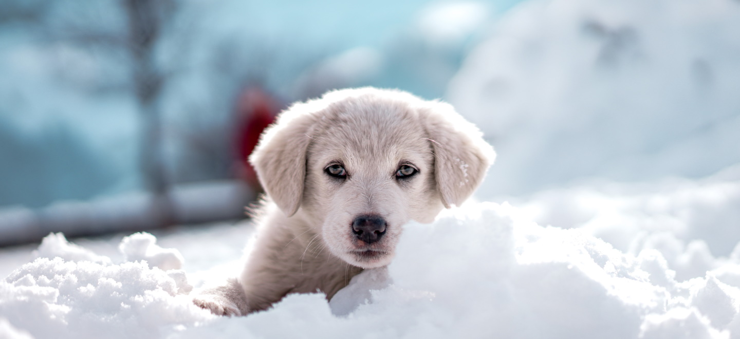 Собаки дома (52 фото) - картинки thebestterrier.ru