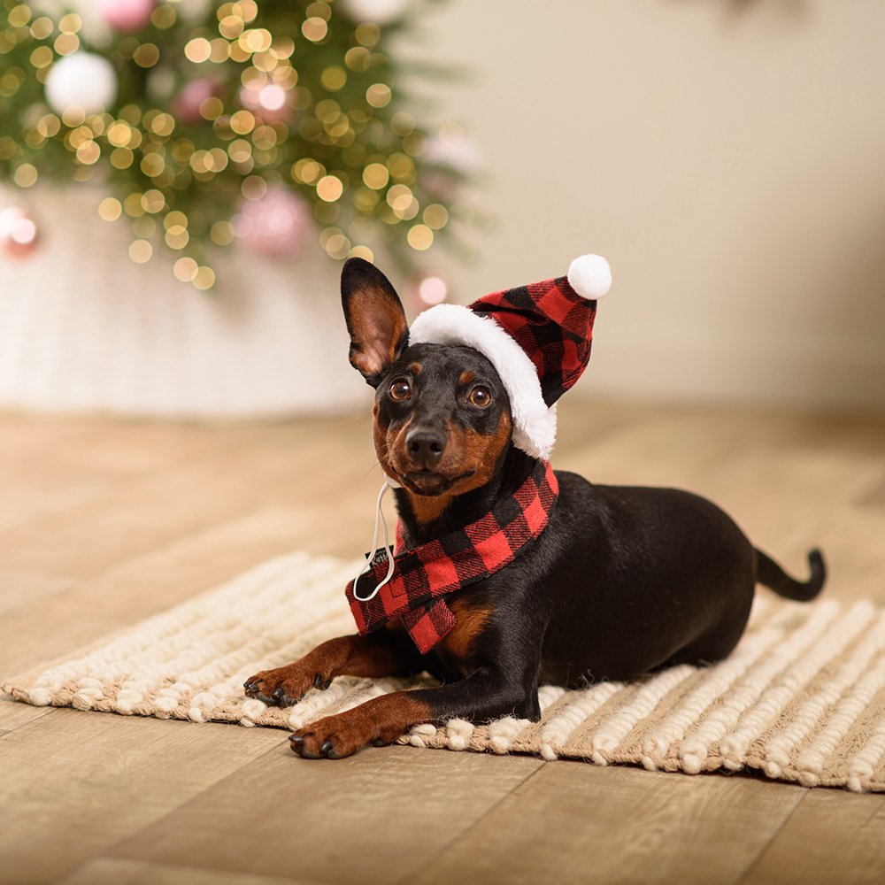 Rurri Колпак и шарф новогодний для собак, колпак 26 см, шарф 45 см, красный в клетку