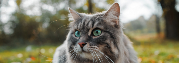 Согласно генетическому исследованию домашние кошки произошли от..