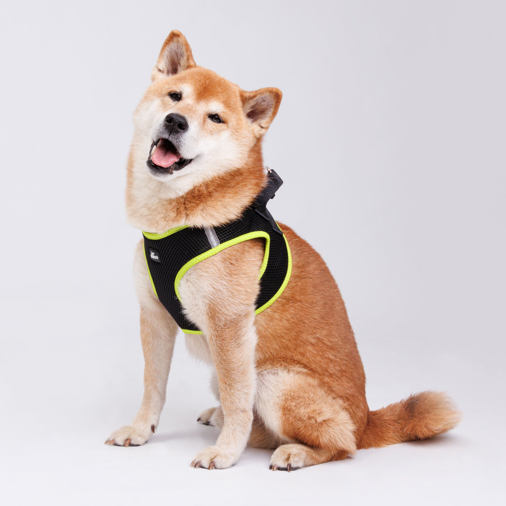 Rungo Шлейка-жилетка для собак Air, обхват груди 50-55 см, лента 25 мм, желтая