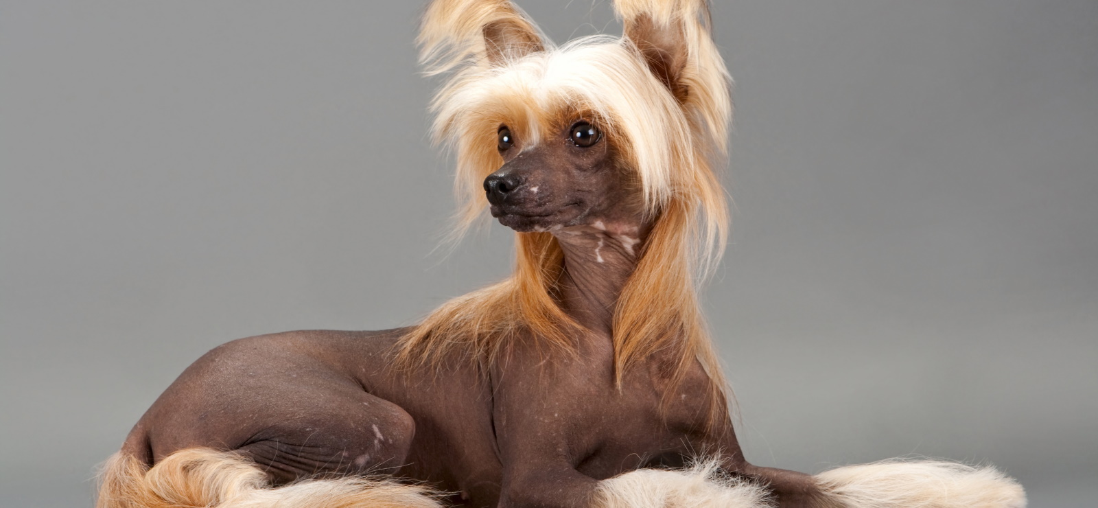 Порода собак Chinese Crested