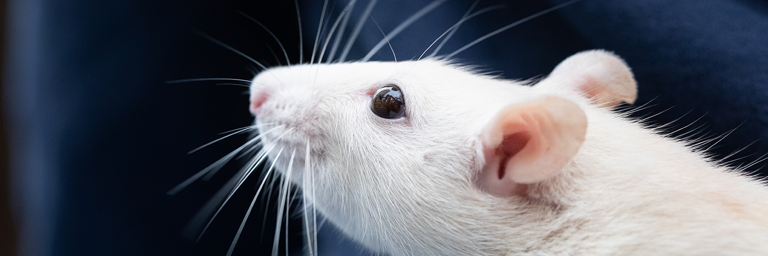 По восточному календарю 2020-й — год крысы. Возможно, в этом году декоративная домашняя крыса даже поселилась в вашем доме? <br />
<br />
Как она называется на английском?