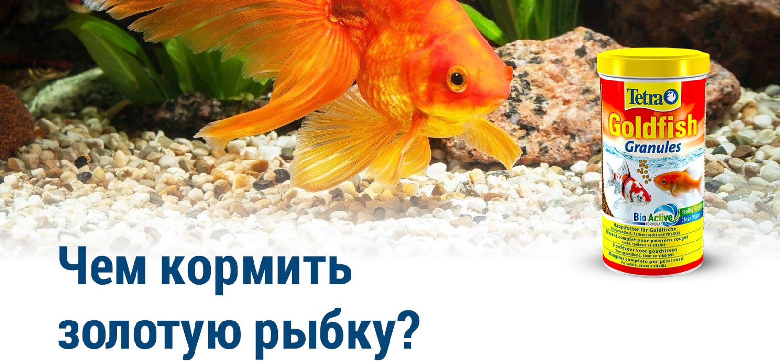 Живой корм для золотых рыбок. Сколько кормить золотую рыбку. Каким кормом лучше кормить золотых рыбок. Чем кормить золотую рыбку в аквариуме. Сколько кормить золотую рыбку.