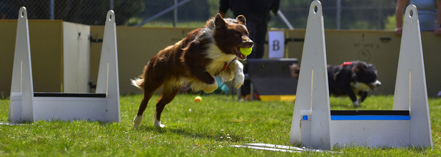 Как называется эстафета, когда собаки бегут дистанцию с барьерами, хватают теннисный мяч из катапульты и возвращаются, вновь преодолевая барьеры? 