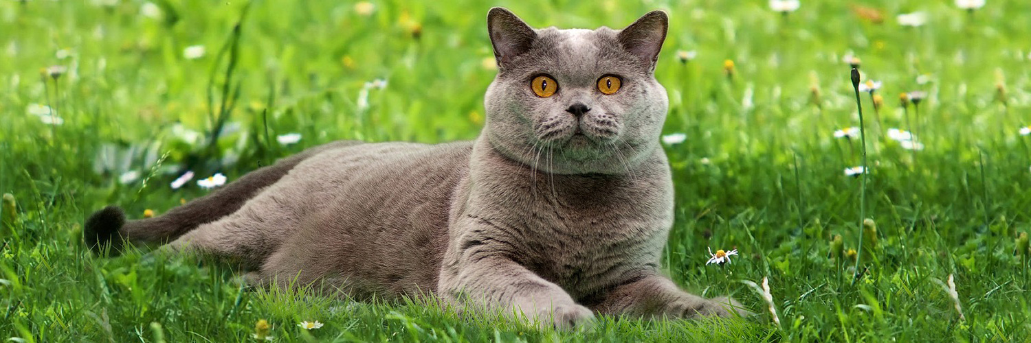 <div>
	 Чем обусловлена густота и плотность «плюшевой» шерсти британских кошек? <br>
 <br>
</div>
 <br>