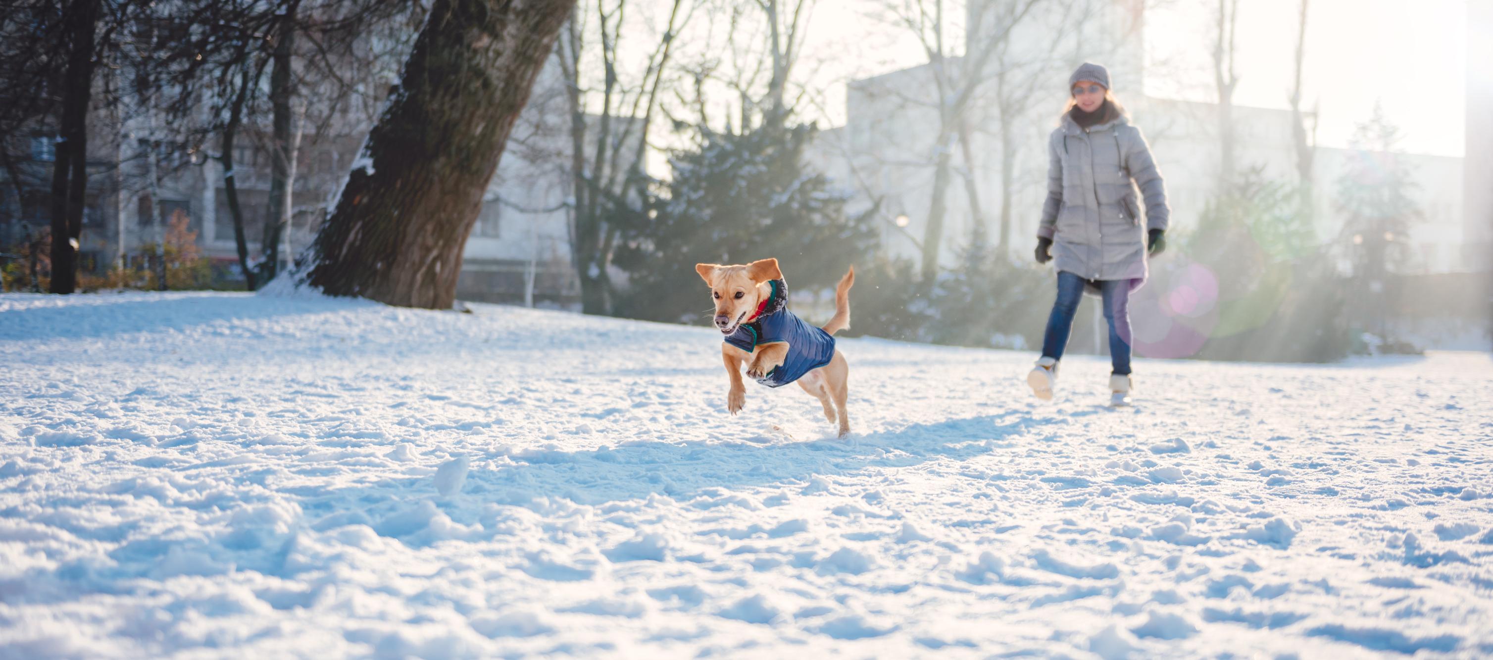 Зачем нужно одевать собаку зимой?