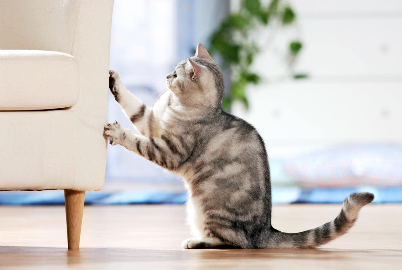Почему кошки царапают мебель?