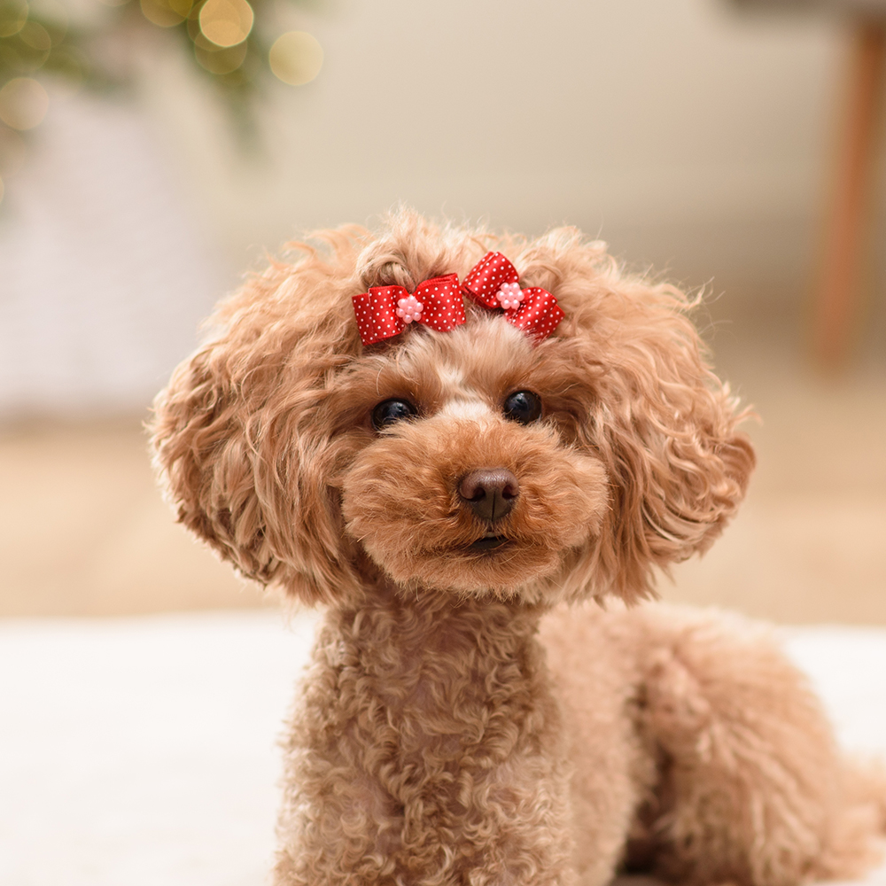 Petmax Бантик объемный с цветочком для собак, 2 шт., 3,5х1,5 см, красный