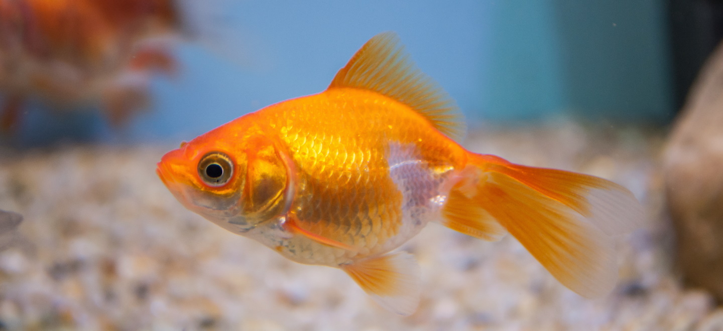 Золотая рыбка в аквариуме рисунок - 54 фото