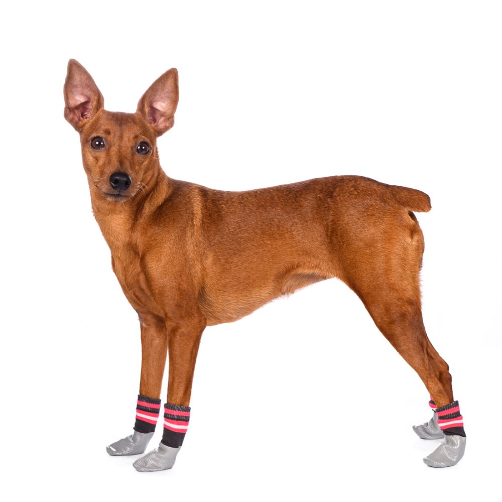 

Petmax Носки XL для собак с прорезиненной подошвой, черные