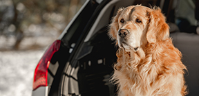 Перевозка черепахи автомобилем