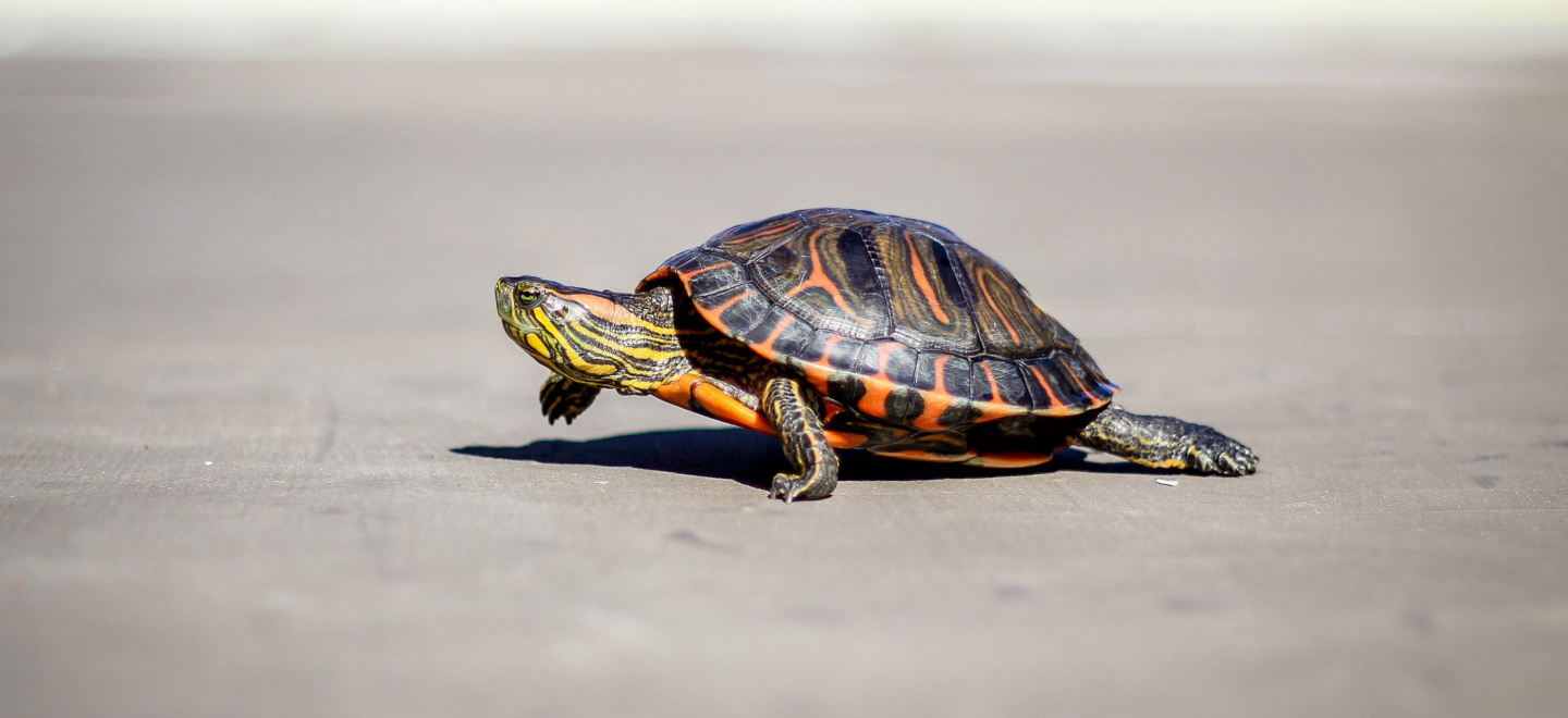 Что нужно знать о красноухой черепахе
