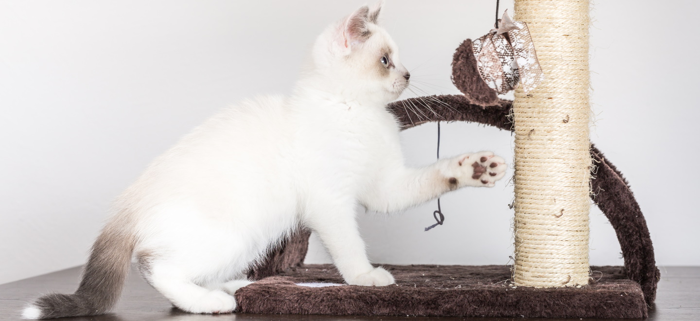 как котенка приучить к когтеточке в квартире