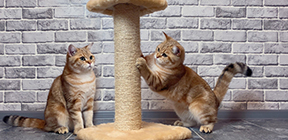 Когтеточка: какую выбрать и как приучить кошку — Статьи на сайте интернет-магазина