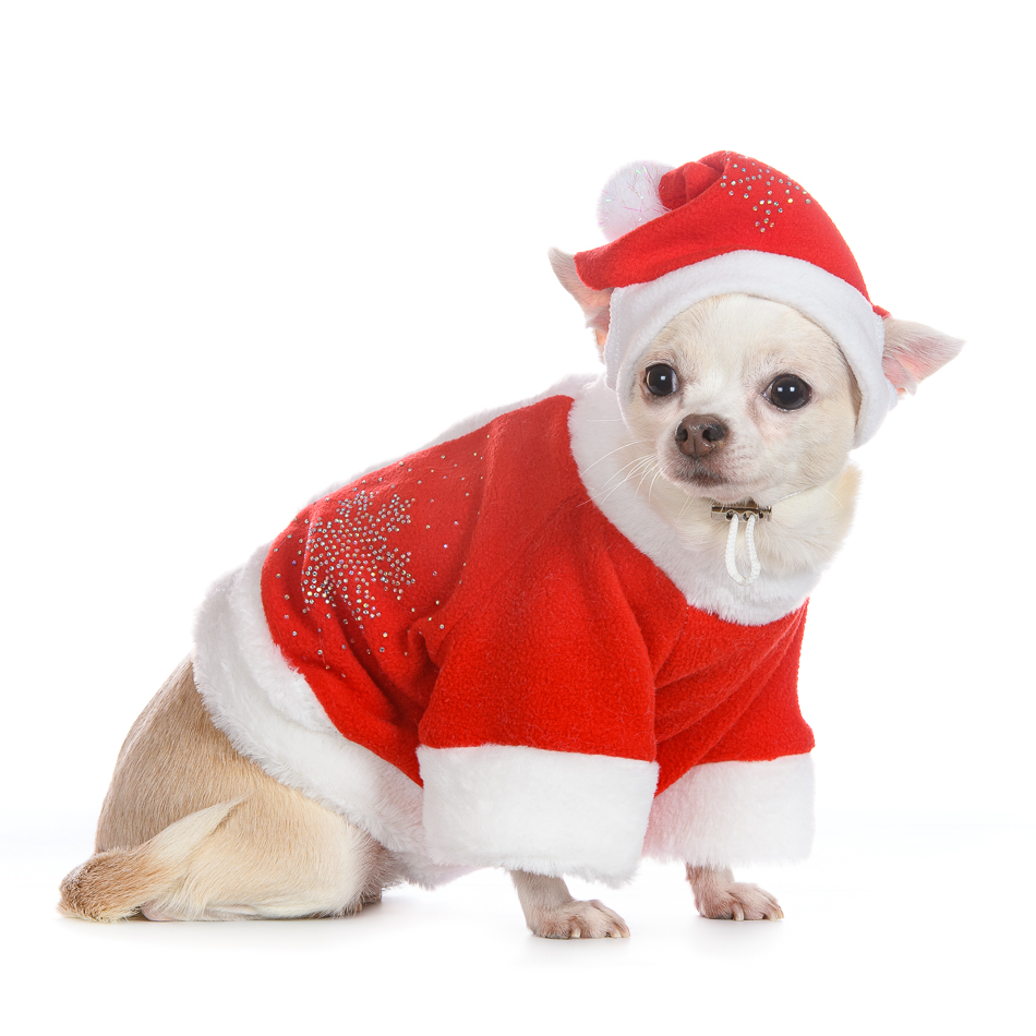 Petmax Колпак для собак Деда Мороза S красный (унисекс)
