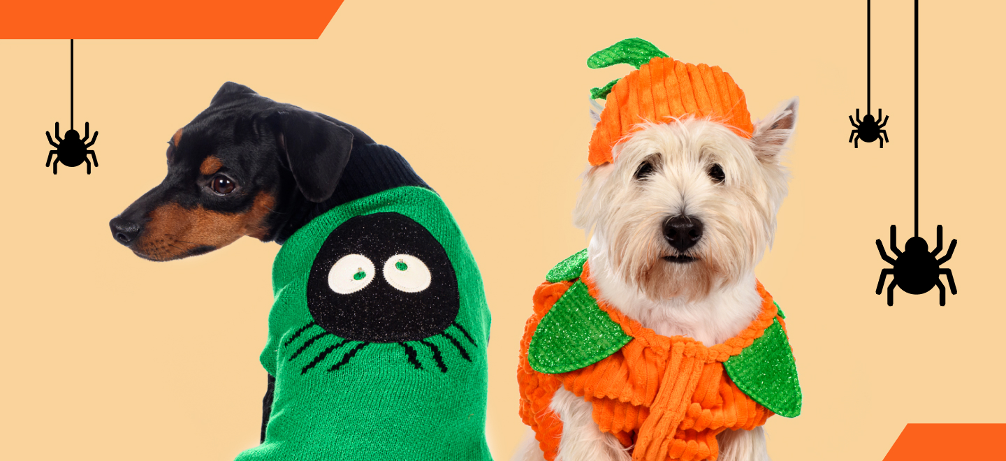 Забавные костюмы для собак на Хэллоуин (29 фото)