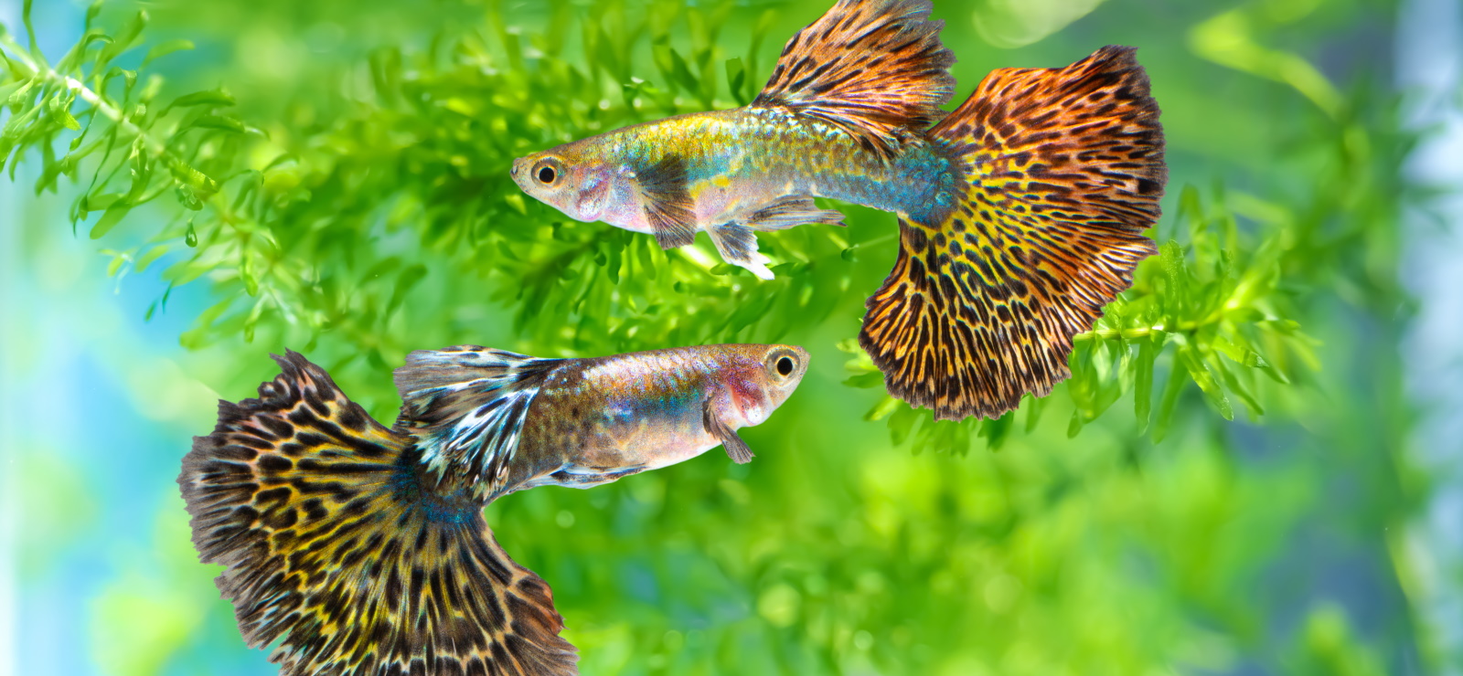 Аквариум с гуппи и меченосцами. Гуппи рыбки и золотая рыбка. Тропические аквариумные рыбки. Гуппи, данио, тернеция. Совместимость гуппи аквариумных рыб.