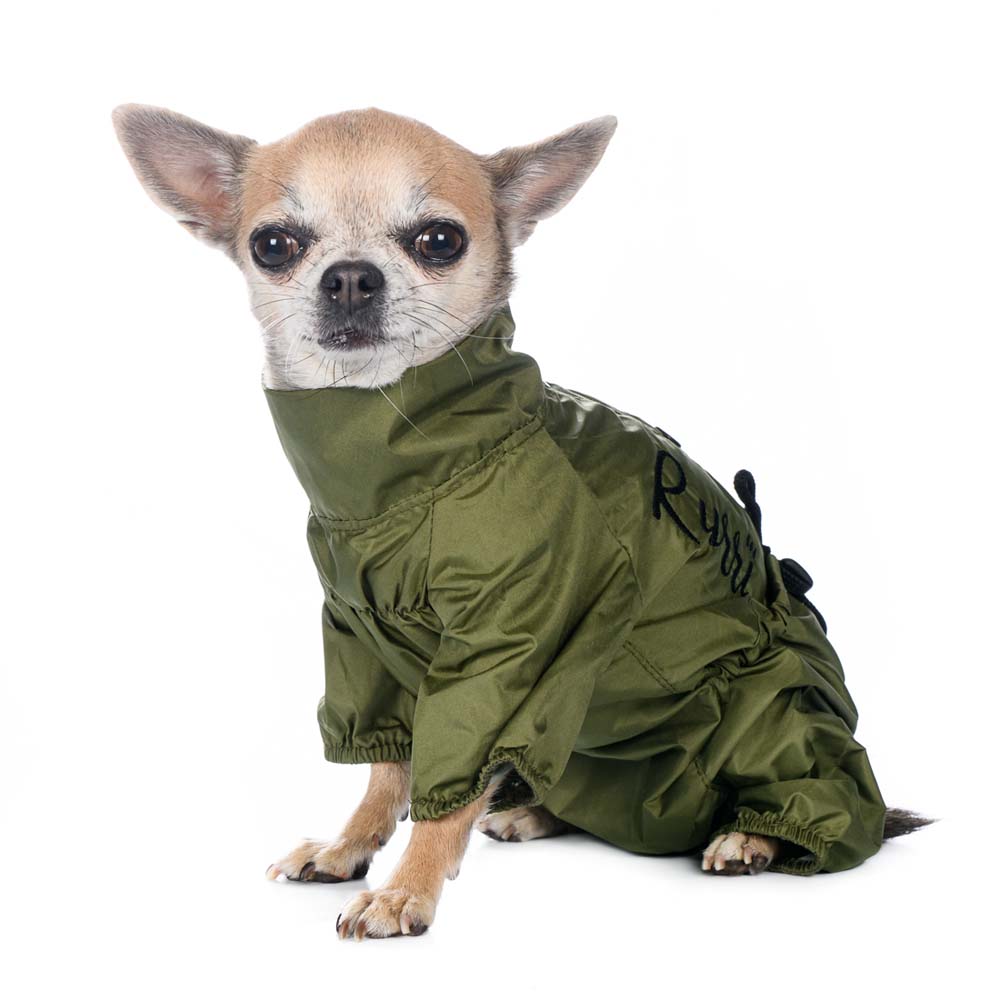 оливковый щенок. итлв черные маслины без косточки super 370. оливки aro черные без косточки 300 г. маслины собакам. маслины собакам.