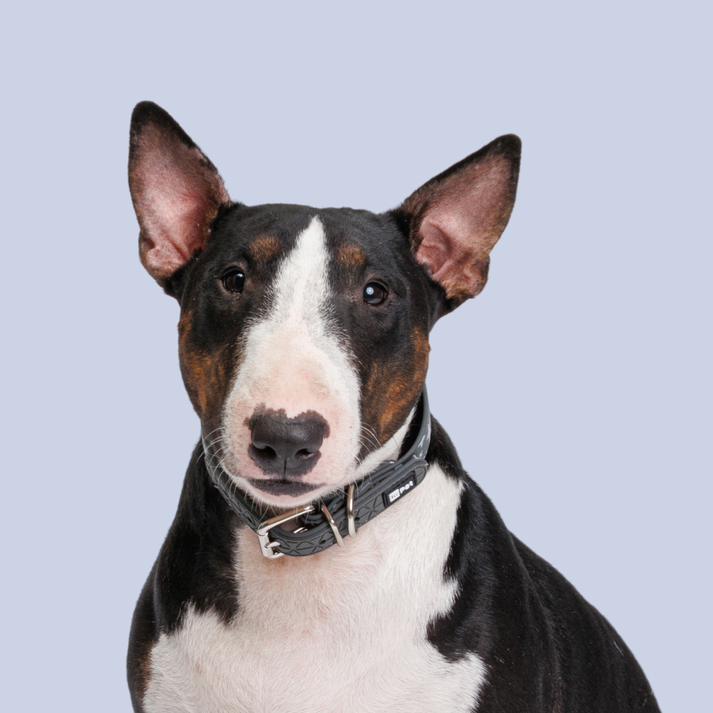 HiPet Ошейник из биотана светоотражающий для собак, 2х40 см, серый со звездами