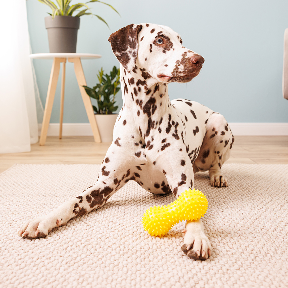 Pet Hobby Игрушка для собак Гантель массажная, 14 см, желтая 