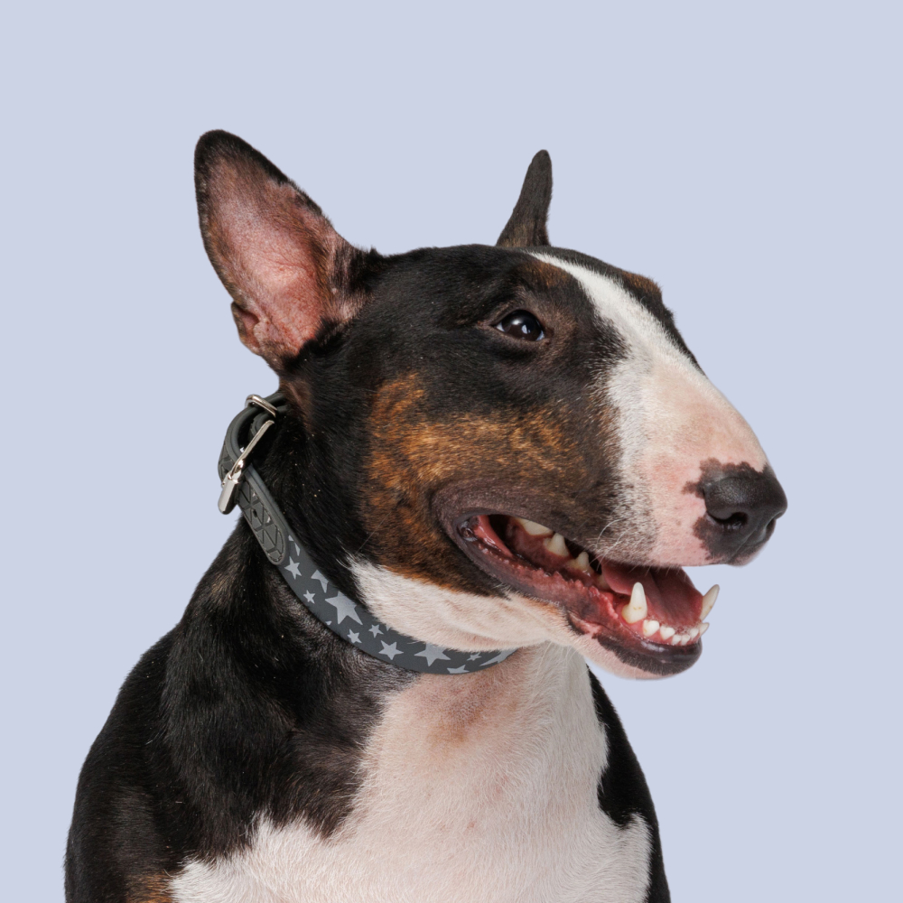 HiPet Ошейник из биотана светоотражающий для собак, 2х45 см, серый со звездами