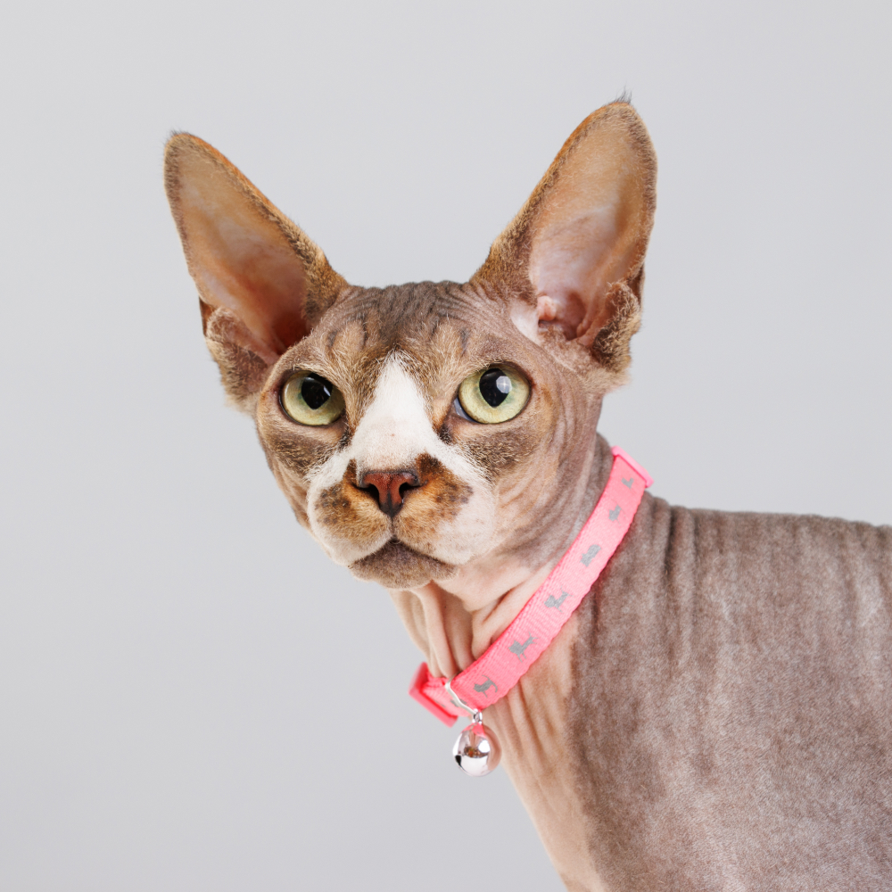 Petmax Ошейник нейлоновый с колокольчиком для кошек, 1х30 см, розовый неон