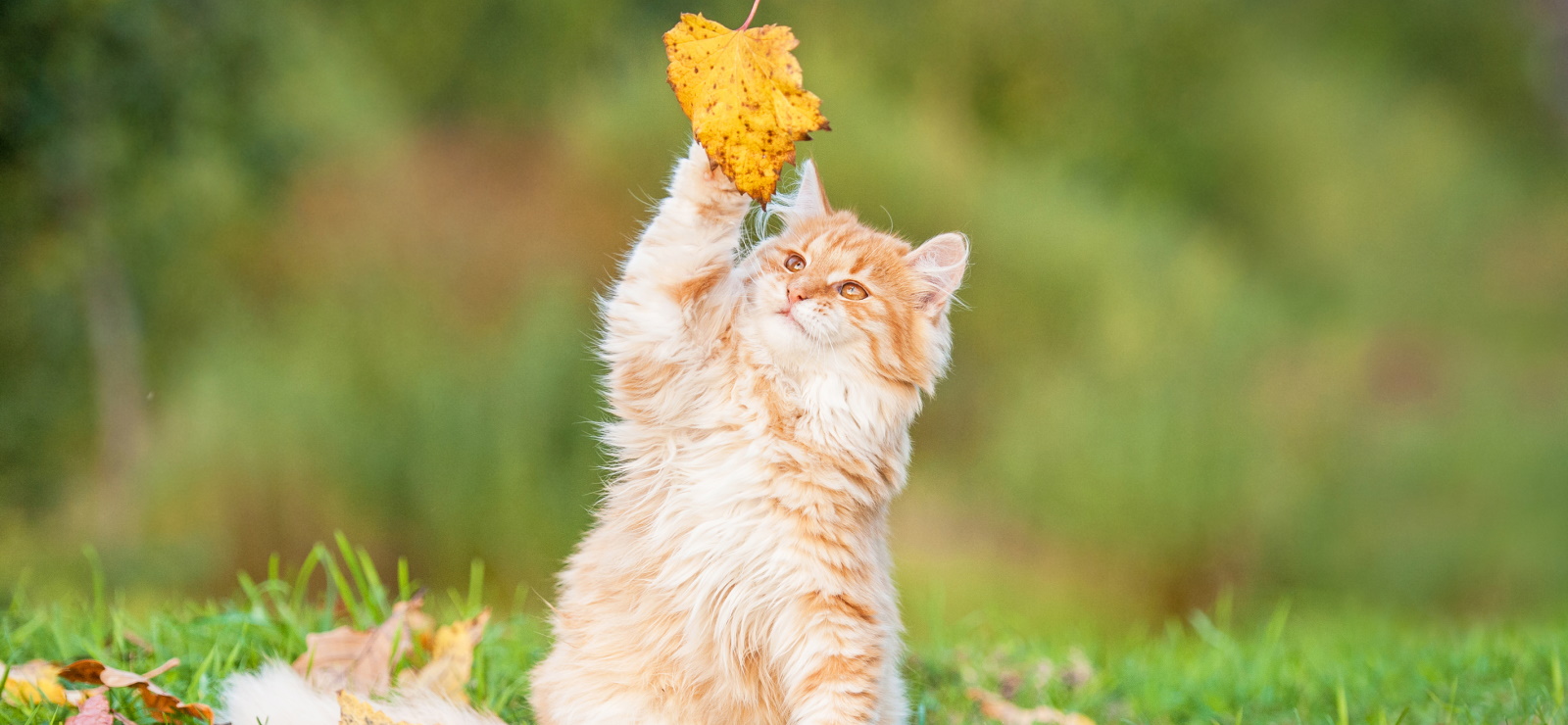 Хондропротекторы для кошек