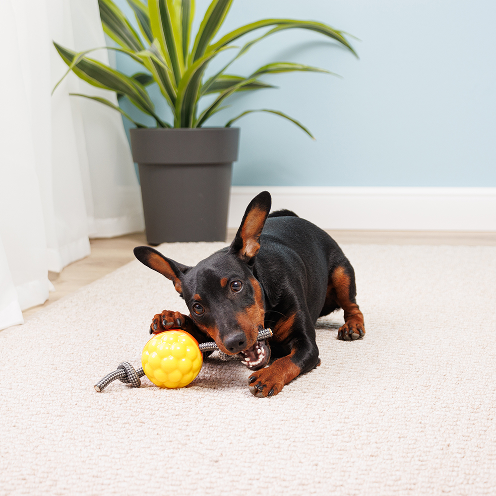 Rurri Игрушка для собак Мяч с веревками, 6,5 см