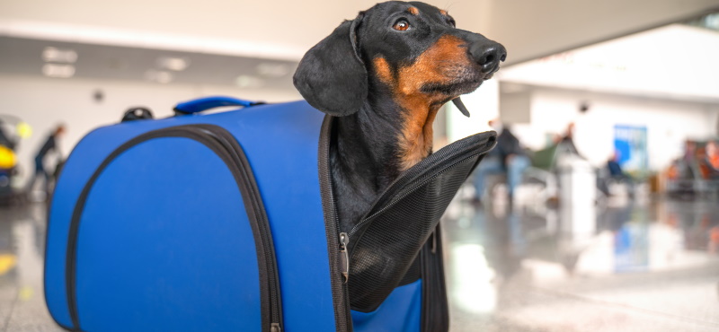 Путешествуем вместе с питомцами: правила перевозки животных в самолете и поезде