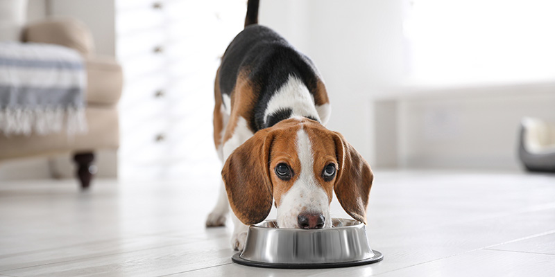 5 мифов о сухих кормах для собак