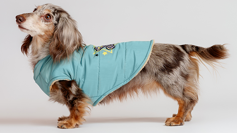 Одежда для собак породы такса