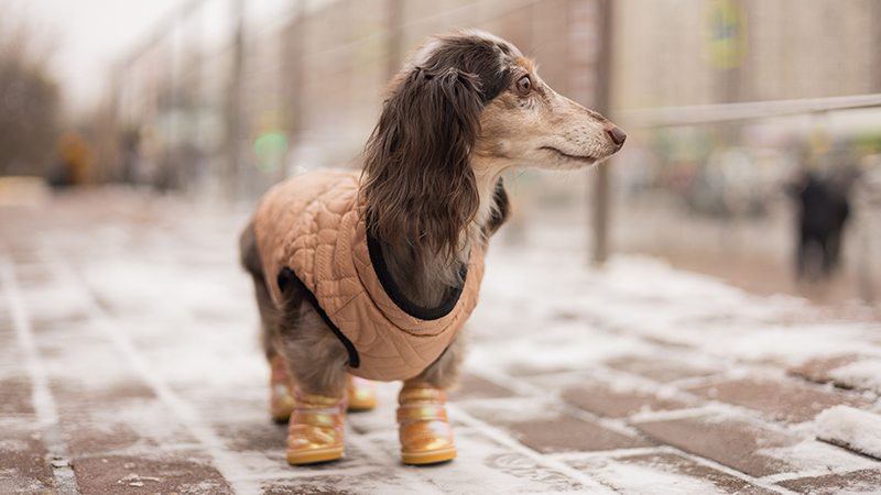 Одежда для собак породы такса