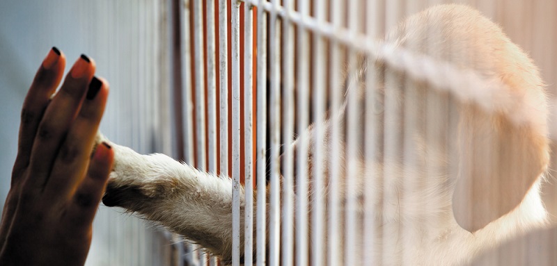 0afcf6797454d402a2b6b369470aa90c какой номер приюта для собак