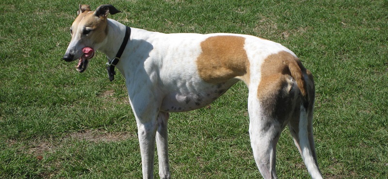 Грейхаунд или английская борзая - порода собак
