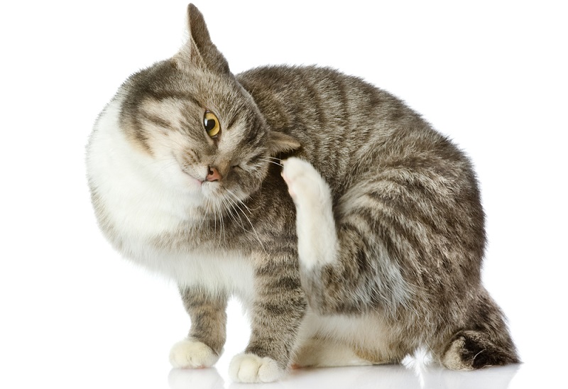 Защита кошек от блох и клещей
