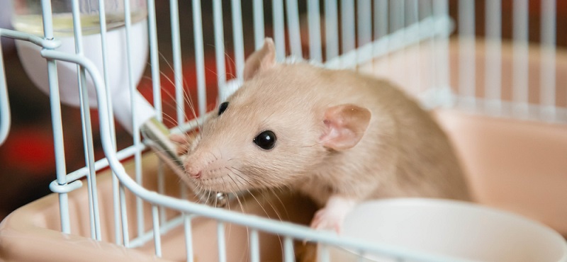 Содержание домашних крыс
