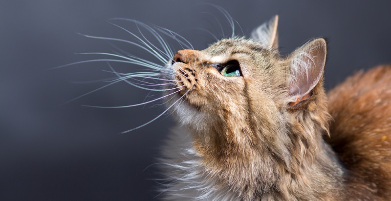 Успокоительные для кошек: отзывы ветеринаров, обзор препаратов