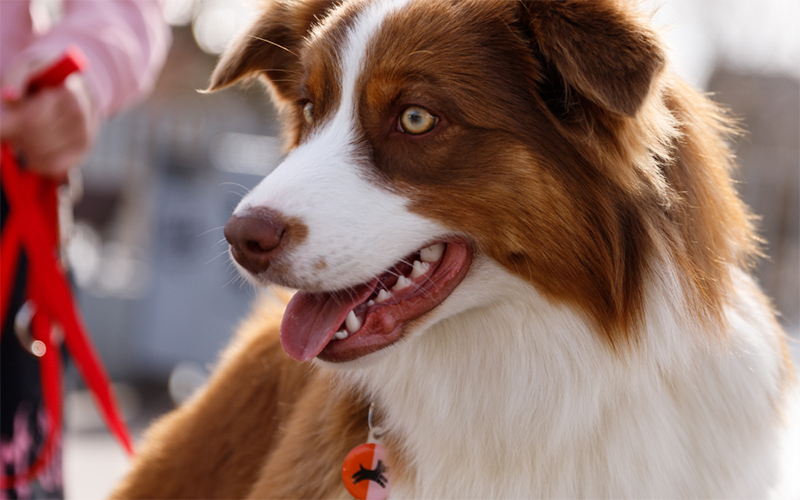 Как выбрать амуницию для собак